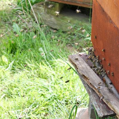 Bild vergrern: Diese Gelegenheit hat man nicht oft: Bienen bei ihrer Arbeit einmal von ganz nah beobachten.