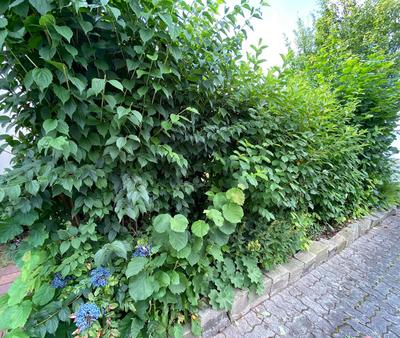 Bild vergr��ern: Heckenschnitt ist notwendig