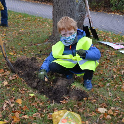 Bild vergr&ouml;&szlig;ern: Rotary Tulpenpflanzaktion