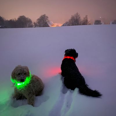 Bild vergrößern: Emmi und Lou genießen den winterlichen Spaziergang in der Abenddämmerung.