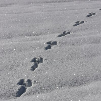 Bild vergr&ouml;&szlig;ern: Wintermärchen
