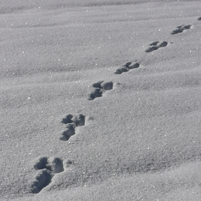 Bild vergrößern: Spuren im Schnee