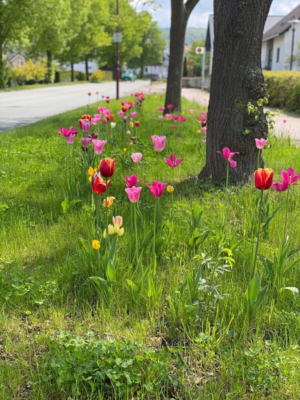 Bild vergr&ouml;&szlig;ern: Rotary Tulpen blühen
