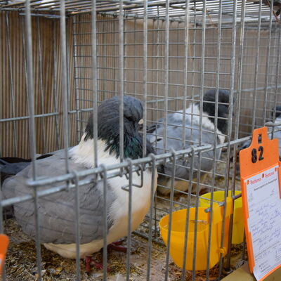Bild vergrern: Neben Tieren, die auf der Roten Liste fr gefhrdete Geflgelrassen stehen, wurden in diesem Jahr auch Tauben prsentiert.