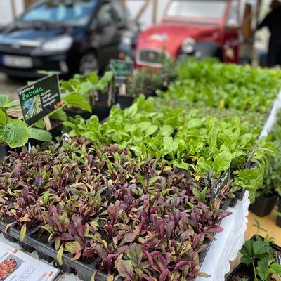 Bild vergr&ouml;&szlig;ern: Feierabendmarkt 2022
