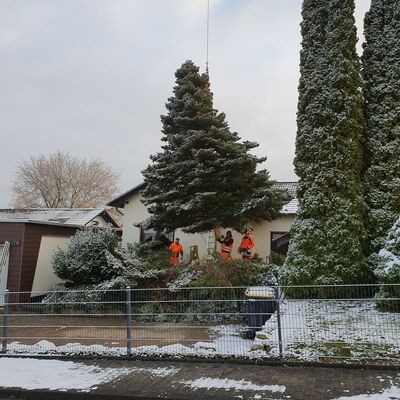 Bild vergr&ouml;&szlig;ern: Eine Weihnachtstanne für den Kreisel
