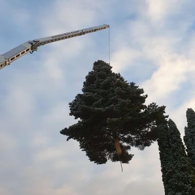 Bild vergr&ouml;&szlig;ern: Eine Weihnachtstanne für den Kaufunger Kreisel