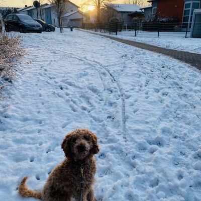 Bild vergr&ouml;&szlig;ern: Winterbild