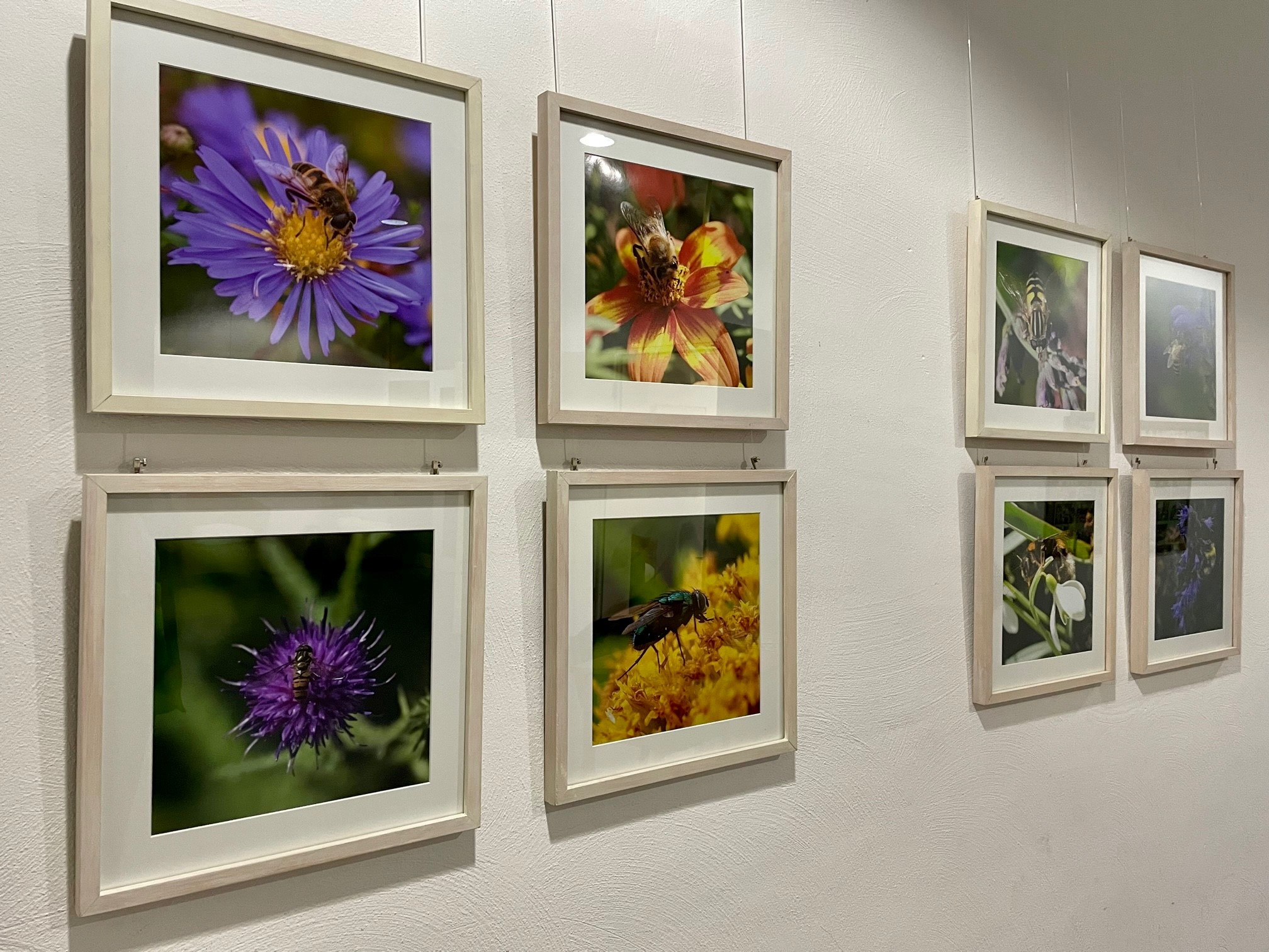 »Blickwinkel Bienen & Co.« - eine neue Fotoausstellung in der Begegnungsstätte wurde eröffnet.