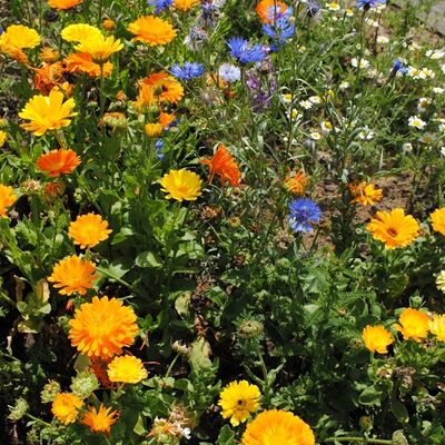 Bild vergr&ouml;&szlig;ern: In einigen Wochen werden die ausgewiesenen Flächen in Kaufungen prächtig blühen damit vielen Insekten und Bienen einen neuen Lebensraum geben.