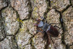 Bild vergr��ern: Hirschk�fer