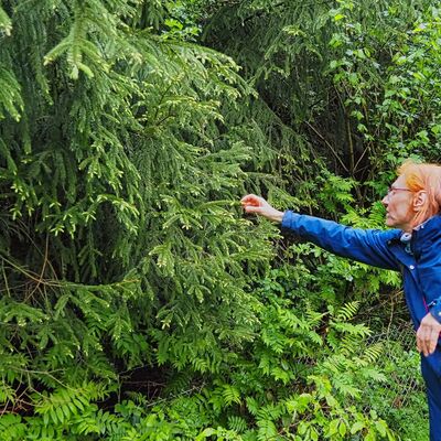 Bild vergr&ouml;&szlig;ern: Kräuterwanderung