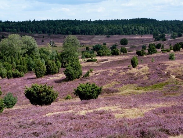 Bild vergr&ouml;&szlig;ern: Lüneburger Heide