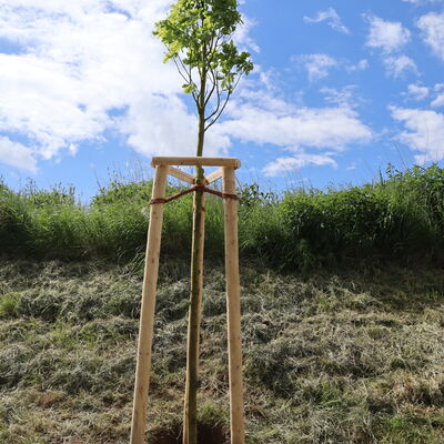 Bild vergr&ouml;&szlig;ern: Willkommensfest und Baumpflanzaktion f&uuml;r Geburtenjahrgang 2025