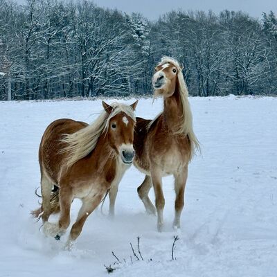 Bild vergr&ouml;&szlig;ern: Die Halflinger fühlen sich im Schnee wohl