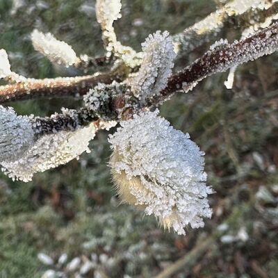 Bild vergr&ouml;&szlig;ern: Wintermärchen Kaufungen copyright Klaus Diebel