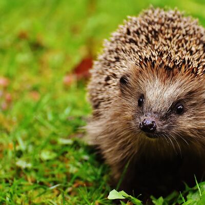 Schutz f&uuml;r Igel und andere Wildtiere