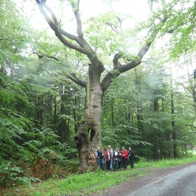 Bild vergrößern: Exkursion Kaufunger Wald (4)