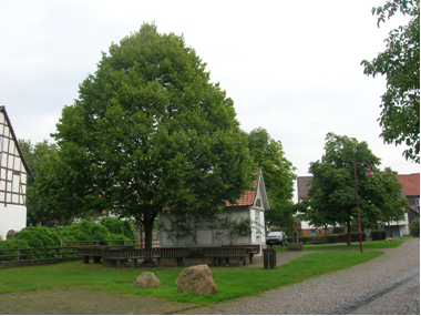 Bild vergr&ouml;&szlig;ern: Gerichtslinde