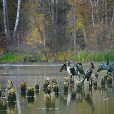 Bild vergr&ouml;&szlig;ern: Der Steinertseepark ist Heimat von vielen verschiedenen Tierarten, um die sich unter anderem der Naturschutzbund (Ortsgruppe Kaufungen/Lohfelden) liebevoll kümmert.