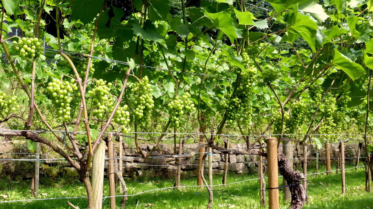 Weinberg Niederkaufungen