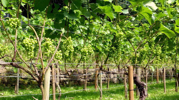 Weinberg Niederkaufungen