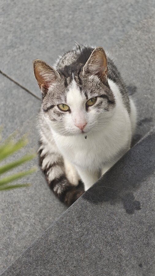 Katze