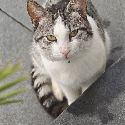 Bild vergr&ouml;&szlig;ern: Katze