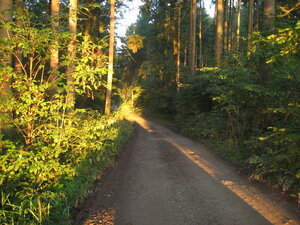 Bild vergr&ouml;&szlig;ern: Wald