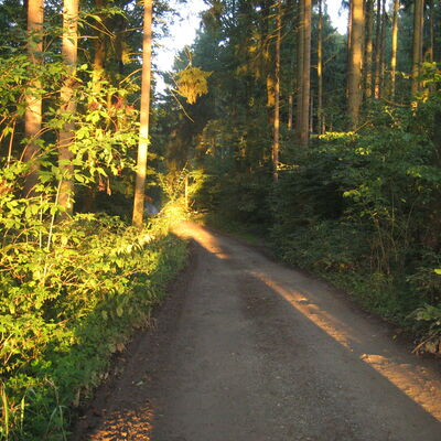 Wald