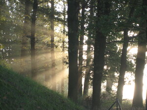 Bild vergr&ouml;&szlig;ern: Wald