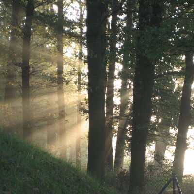 Wald