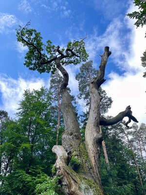 Bild vergr&ouml;&szlig;ern: Eulenbaum