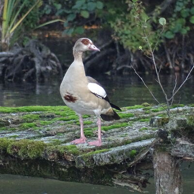 Bild vergr&ouml;&szlig;ern: Steinertseepark