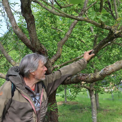 Bild vergr&ouml;&szlig;ern: Jan Bade von der Obstmanufaktur zeigt auf einer Streuobstwiese in Niederkaufungen die Äste eines Obstbaums, an dem durch Veredelung verschiedene Sorten wachsen.