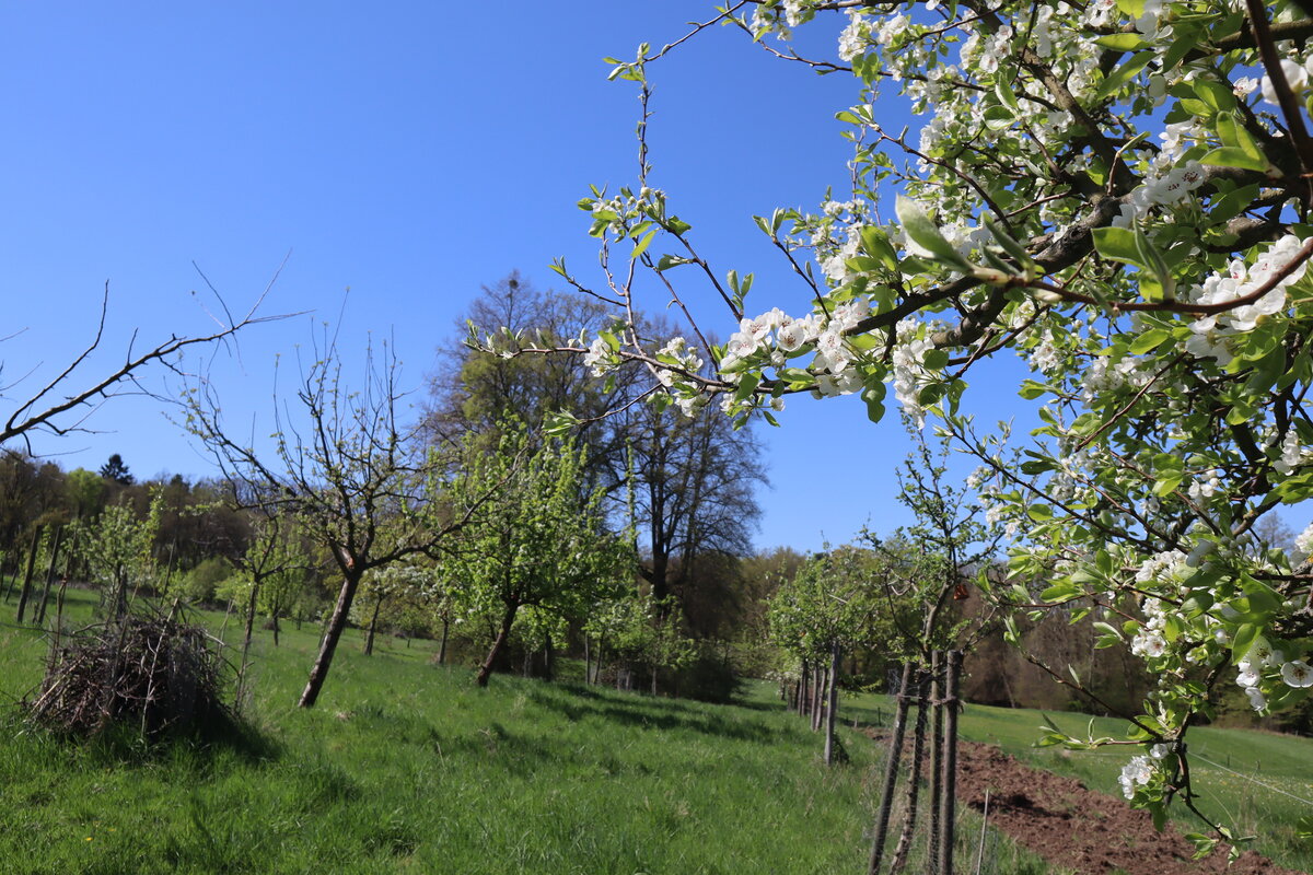 Eine grüne Streuobst-Wiese, rechts ragen Blüten eines Birnenbaums in das Bild.